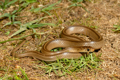 Eirenis decemlineatus