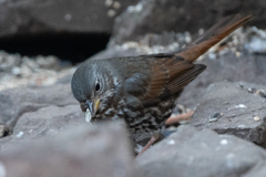 Passerella iliaca altivagans