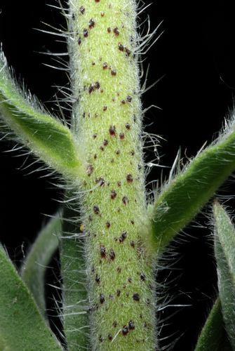 Paprastasis ežeinis nuotrauka