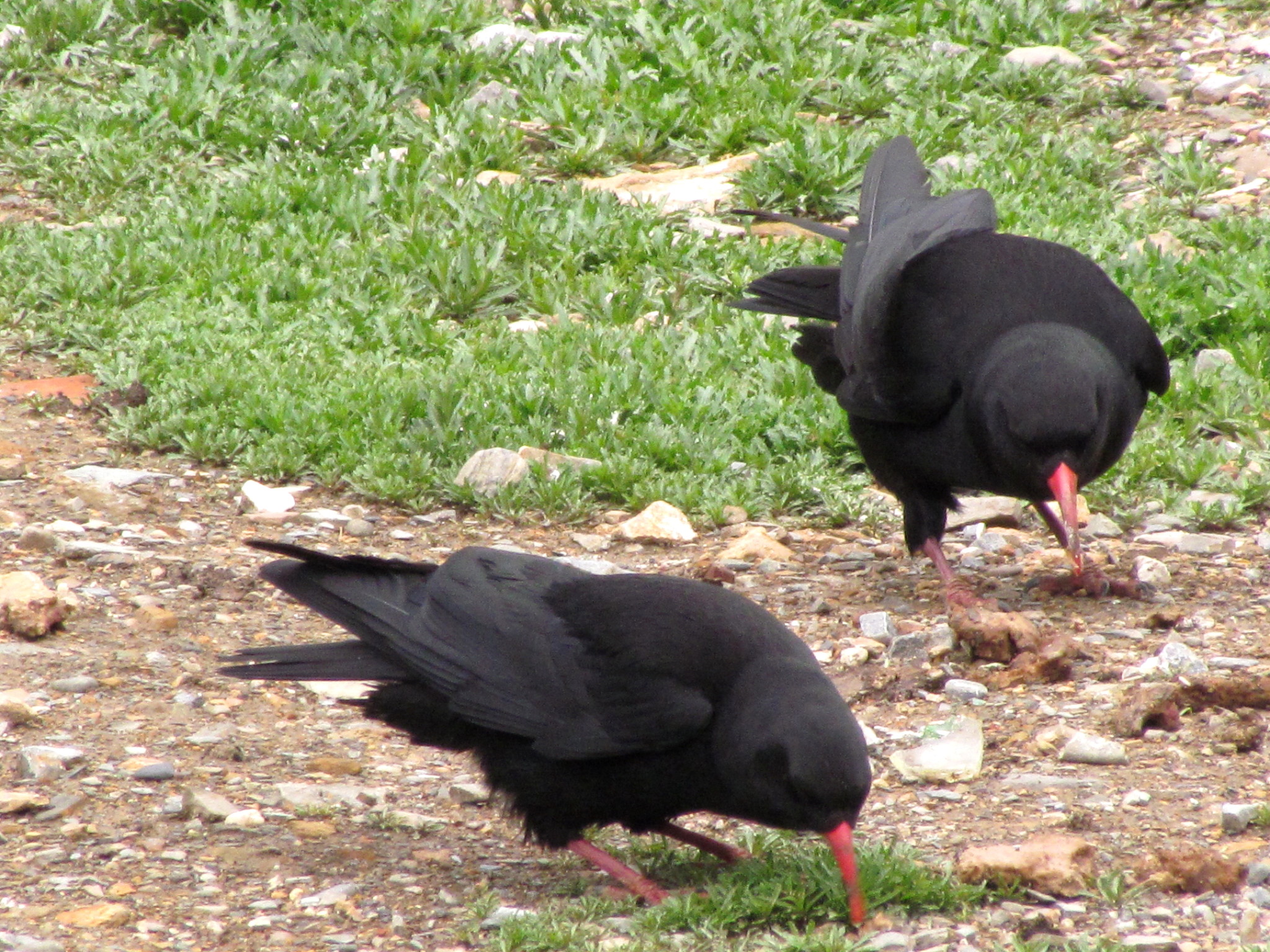 Red-billed Chough