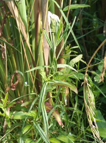 Image of Epilobium pallidiflorum by (c) Joe Potter Butler, some rights reserved (CC BY)