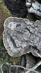 Trametes versicolor