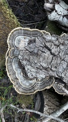Trametes versicolor