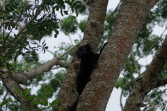 Eulemur macaco