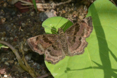 Antigonus funebris