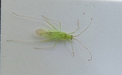 Aetorhinella parviceps