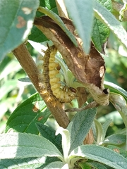 Lepidoptera