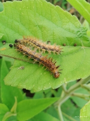 Lepidoptera