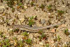 Ophisops elegans elegans