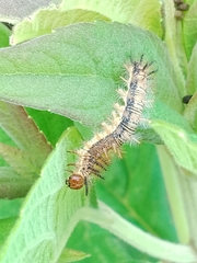 Lepidoptera
