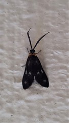 Pollanisus trimacula