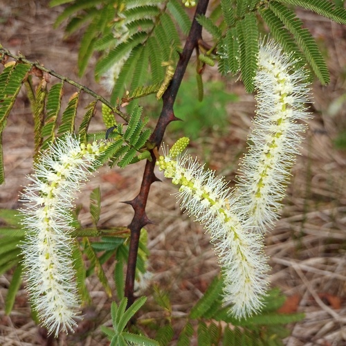 Mimosa tenuiflora