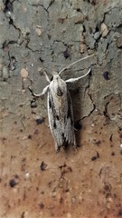 Pilostibes basivitta