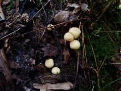 Lyophyllum multiforme