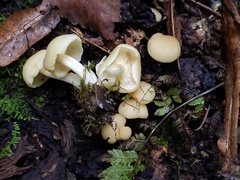 Lyophyllum multiforme