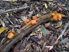 Gymnopilus liquiritiae