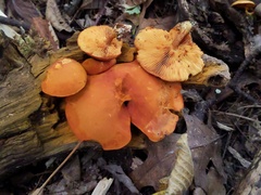 Gymnopilus liquiritiae