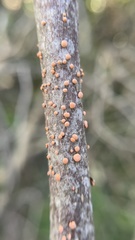 Nectria cinnabarina