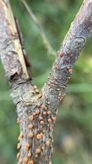 Nectria cinnabarina