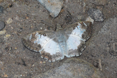 Antigonus emorsa