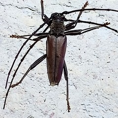 Juiaparus mexicanus