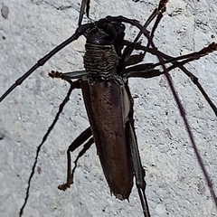 Juiaparus mexicanus
