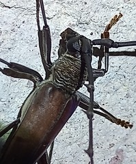 Juiaparus mexicanus