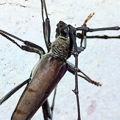 Juiaparus mexicanus