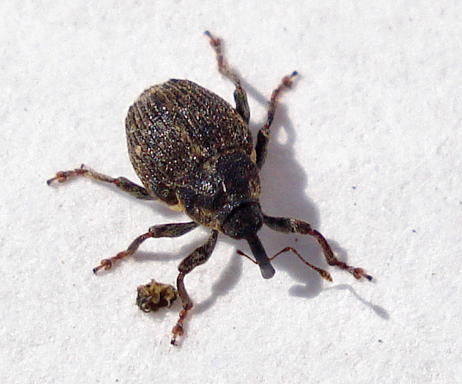 Nedyus