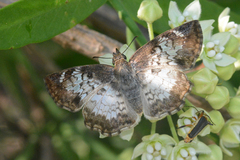 Antigonus emorsa