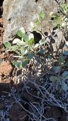 Geranium cuneatum tridens