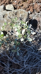 Geranium cuneatum tridens