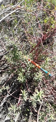 Euphorbia crenulata