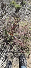 Euphorbia crenulata