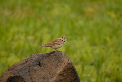 Melanocorypha calandra