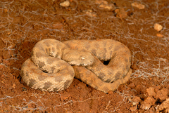Macrovipera lebetinus