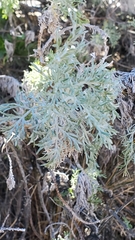 Artemisia mauiensis