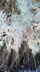Artemisia mauiensis