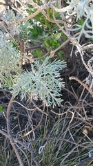Artemisia mauiensis