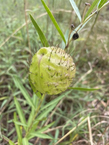 Gomphocarpus physocarpus observed 2021-11-14