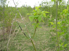Acer negundo