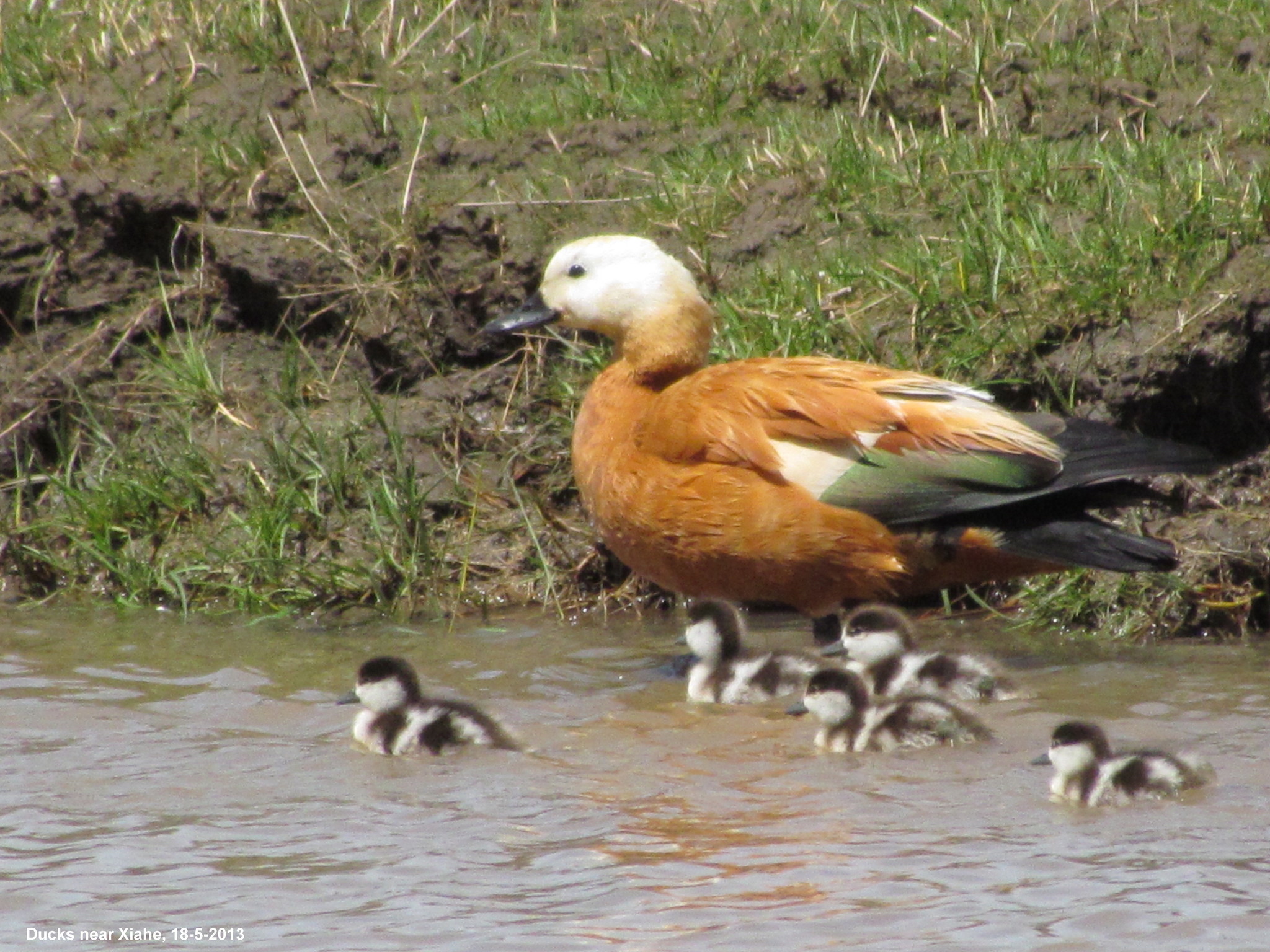 Ruddy Shelduck