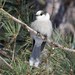 Canada Jay - Photo (c) pinemartyn, some rights reserved (CC BY-NC), uploaded by pinemartyn