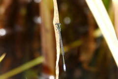 Pseudagrion makabusiense