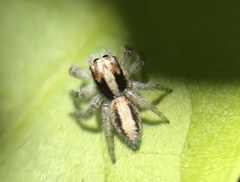 Megafreya sutrix