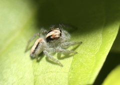 Megafreya sutrix