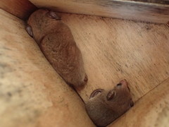 Cercartetus concinnus