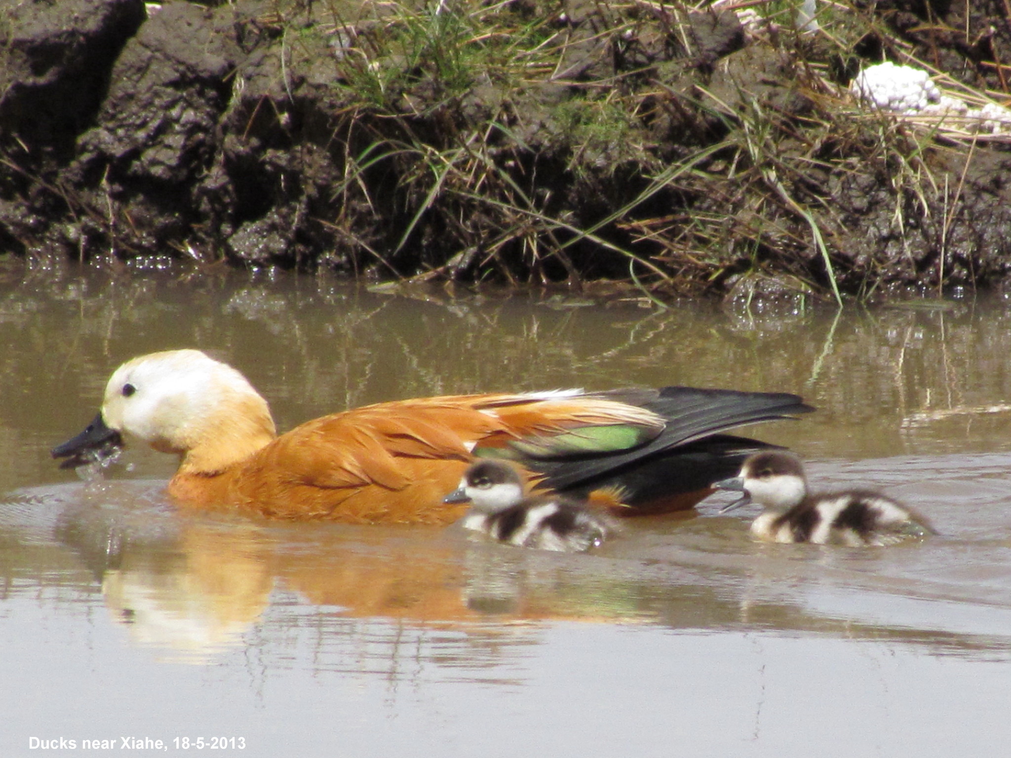 Ruddy Shelduck