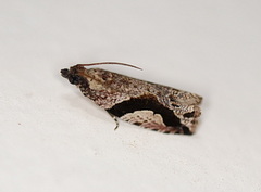 Statherotis pendulata