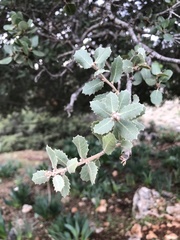 Quercus aucheri